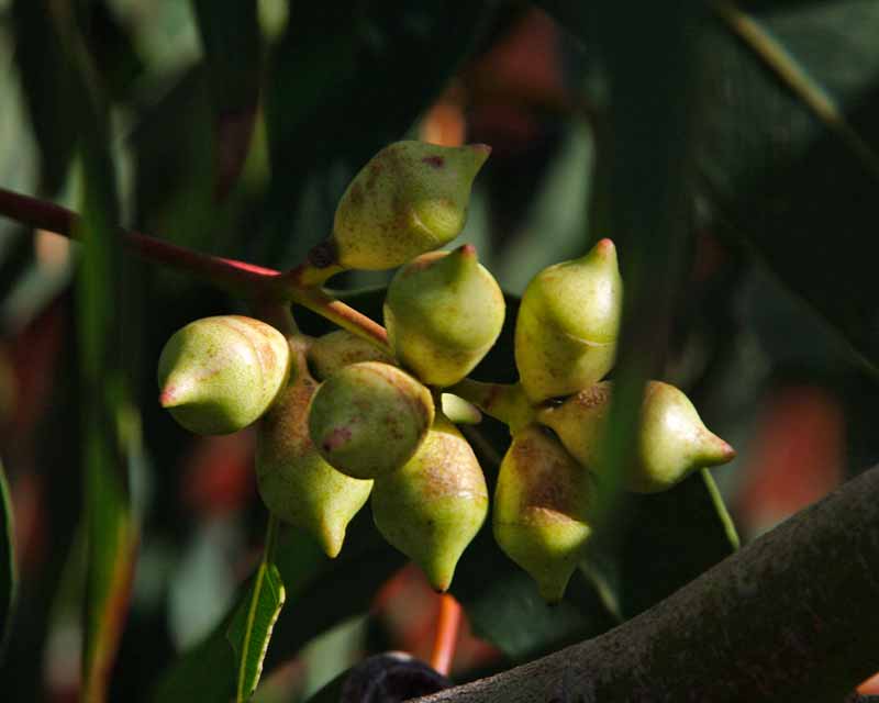 Eucalyptus cosmophylla  - buds